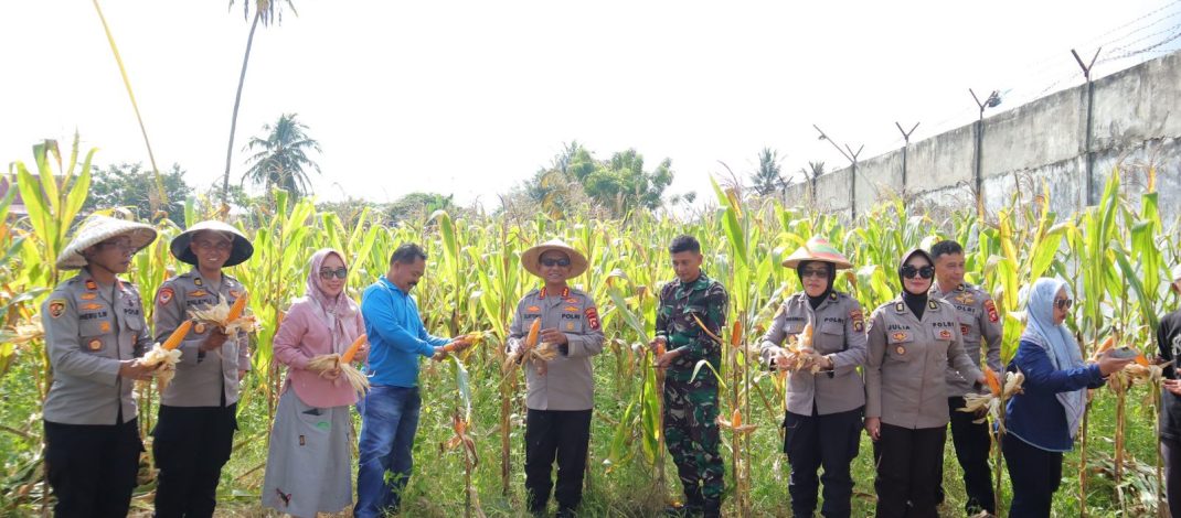 Dukung Swasembada Pangan, Kapolresta Gorontalo Kota Ikuti Panen Raya Jagung Serentak Bersama Presiden RI
