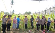 Dukung Swasembada Pangan, Kapolresta Gorontalo Kota Ikuti Panen Raya Jagung Serentak Bersama Presiden RI